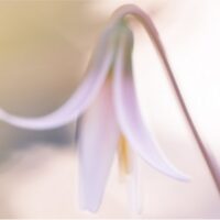 Tổng Hợp 4 Loại Ánh Sáng Phổ Biến Trong Nhiếp Ảnh Ánh sáng ngược trong chụp ảnh