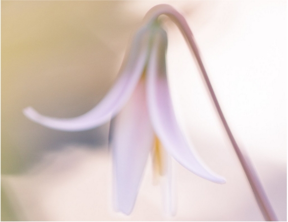 Ánh sáng ngược trong chụp ảnh