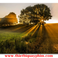 Tầm quan trọng của ánh sáng tự nhiên trong nhiếp ảnh